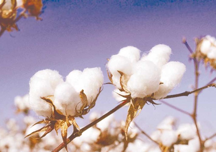 Egyptian cotton exports open 2026/27 season at 6,811 tonnes, with India taking over 80%
